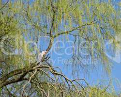 Grey Heron on the branches of a tree.
