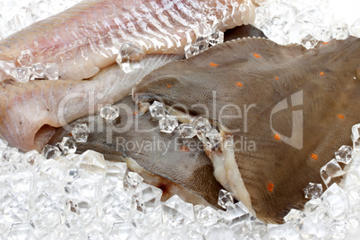 Fresh flounder on ice closeup
