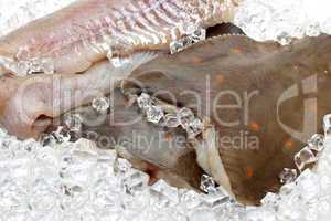 Fresh flounder on ice closeup