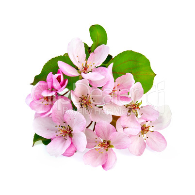 Apple blossom pink