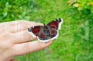 Butterfly brown on hand