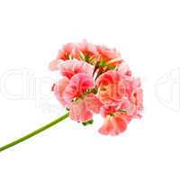 Geranium pink