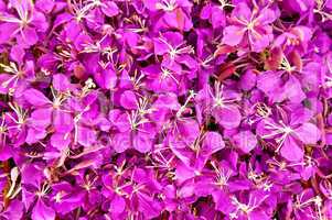 The texture of the fireweed