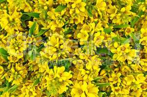 The texture of yellow flowers and green leaves