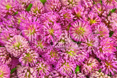 The texture of the pink clover