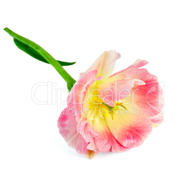 Tulip pink and yellow