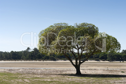 Lone tree