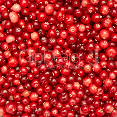 Many small cranberry berries