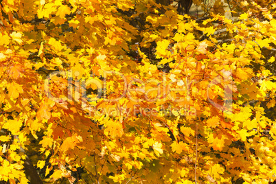 Herbstfarben - Laub - Herbstlaub - Herbstlich