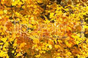 Herbstfarben - Laub - Herbstlaub - Herbstlich