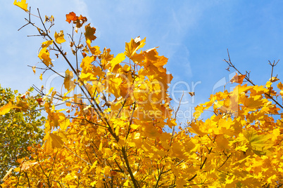 Goldener Oktober