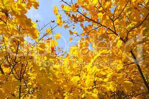 Ahornbaum - Laub - Herbstlaub - Herbstlich