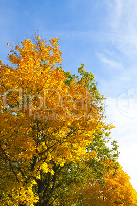 Bäume im Herbst