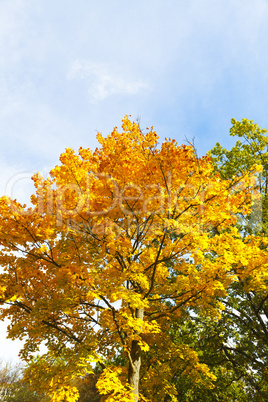 Herbstlaub an den Bäumen