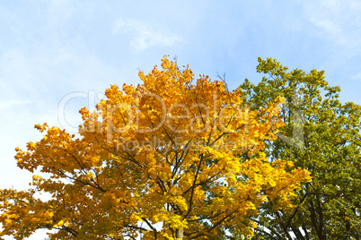 Herbstfarben - Laub - Herbstlaub - Herbstlich