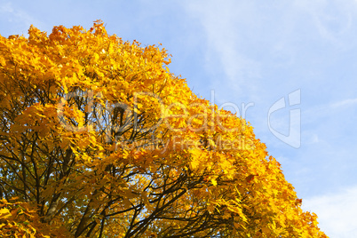 Goldener Oktober - Herbstlaub