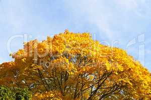 Herbstlaub am Ahornbaum