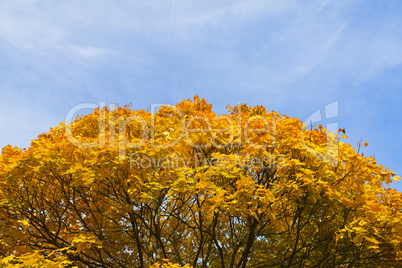 Herbstlaub - Goldener Oktober