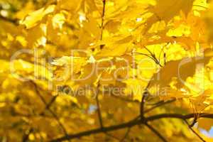 Herbststimmung - Herbstfarben