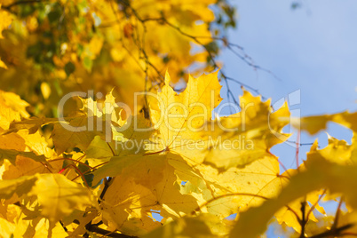 Herbstlaub strahlt in Oktobersonne