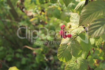 Himbeeren am Strauch