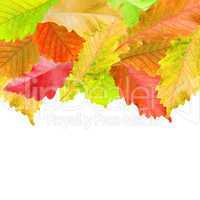 Autumn leaves frame over white for your text