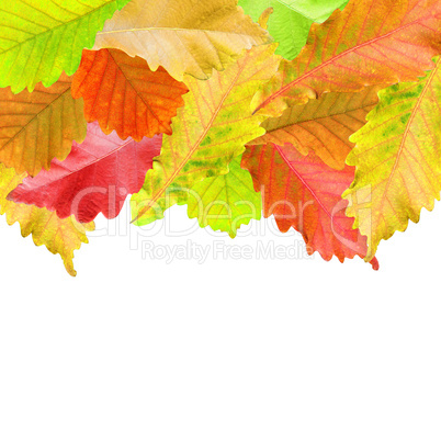 Autumn leaves frame over white for your text