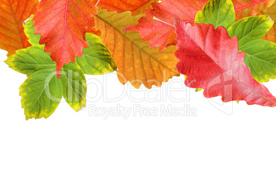 Autumn leaves frame over white for your text