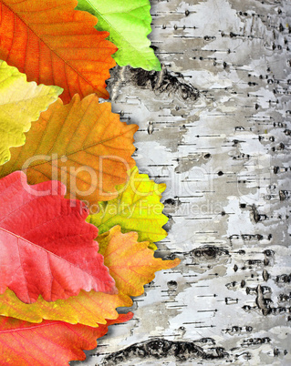 Autumn Leaves over wooden background