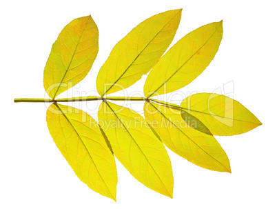 autumn  leaf ash on white background