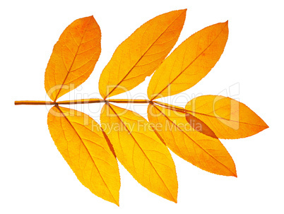 autumn  leaf ash on white background