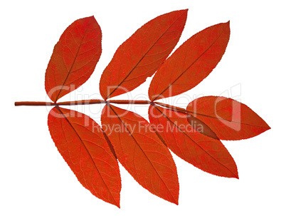 autumn  leaf ash on white background