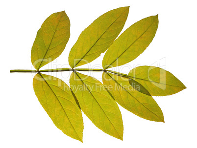 autumn  leaf ash on white background