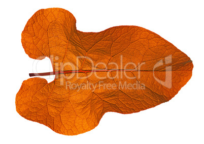 autumn  leaf  on white background