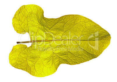 autumn  leaf  on white background