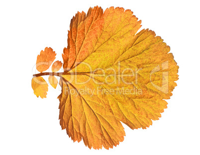 autumn  leaf  on white background