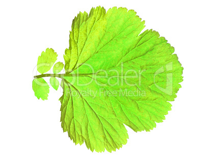 autumn  leaf  on white background