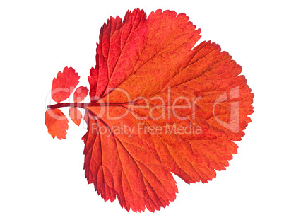 autumn  leaf  on white background