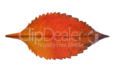 autumn  leaf  on white background