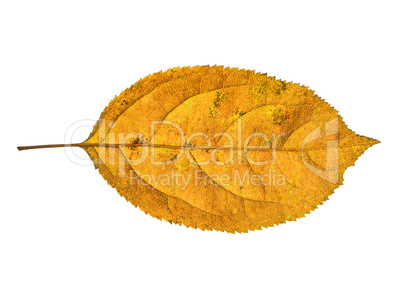 autumn  leaf  on white background