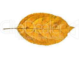 autumn  leaf  on white background