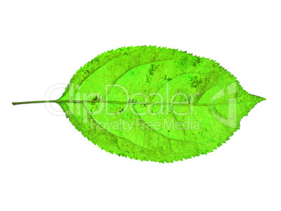 autumn  leaf  on white background