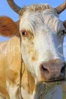 Head of a cow against a pasture of fresh grass