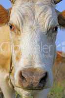 Head of a cow against a pasture of fresh grass