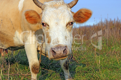 cow against a pasture of fresh grass