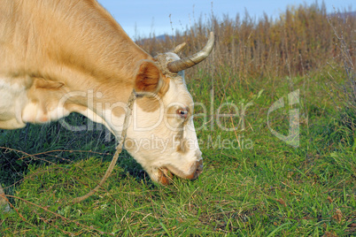 cow against a pasture of fresh grass