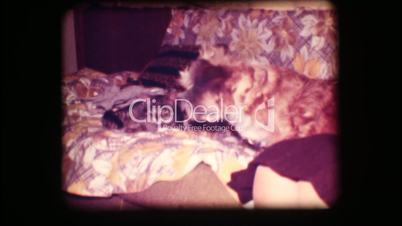 Vintage 8mm. Woman petting dog and cat