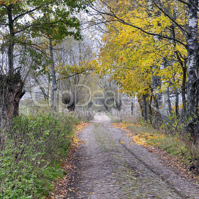 rural road at autumn