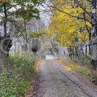 rural road at autumn