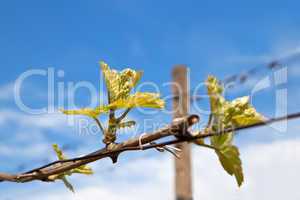 Grapevine against the blue sky.